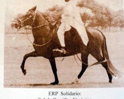 stallion ERP Solidario (Peruvian Paso, 1962, from Sol de Oro J)