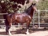 stallion Sol de Oro J (Peruvian Paso, 1956, from Sol de Oro V)