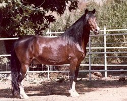 stallion Sol de Oro J (Peruvian Paso, 1956, from Sol de Oro V)