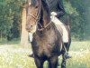 stallion Faktors (Latvian Warmblood, 1979, from Ferments)