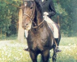 stallion Faktors (Latvian Warmblood, 1979, from Ferments)