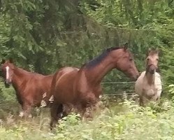 Pferd Medea (Kleines deutsches Reitpferd, 2015, von Ingo)