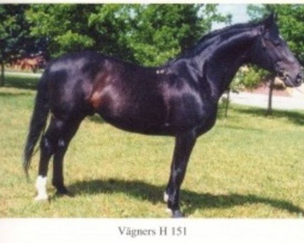 stallion Vāgners (Hanoverian, 1980, from Walerik)