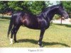 stallion Vāgners (Hanoverian, 1980, from Walerik)