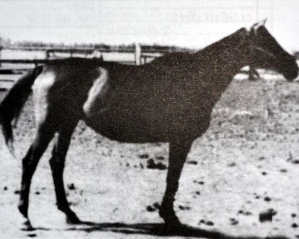 Zuchtstute Elba I (Russisch Trakehner, 1947, von Eifel ex Perkeo)