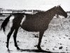 broodmare Elba I (Russian Trakehner, 1947, from Eifel ex Perkeo)