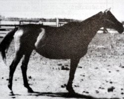 broodmare Elba I (Russian Trakehner, 1947, from Eifel ex Perkeo)