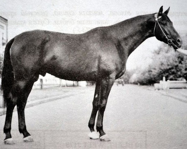 stallion Pevets (Russian Trakehner, 1960, from Piligrim)