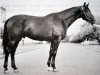 stallion Pevets (Russian Trakehner, 1960, from Piligrim)