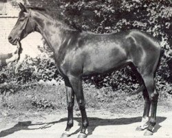 broodmare Reshta xx (Thoroughbred, 1964, from Steinadler xx)