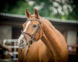 Springpferd Sietlands Catrina (Deutsches Reitpony, 2013, von Greylight)