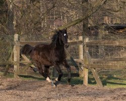 horse Fleur JB (Mecklenburg, 2017, from Farian)