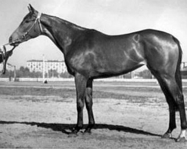 broodmare Gvineja xx (Thoroughbred, 1960, from Element xx)