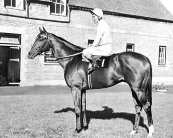 stallion Provoke xx (Thoroughbred, 1962, from Aureole xx)