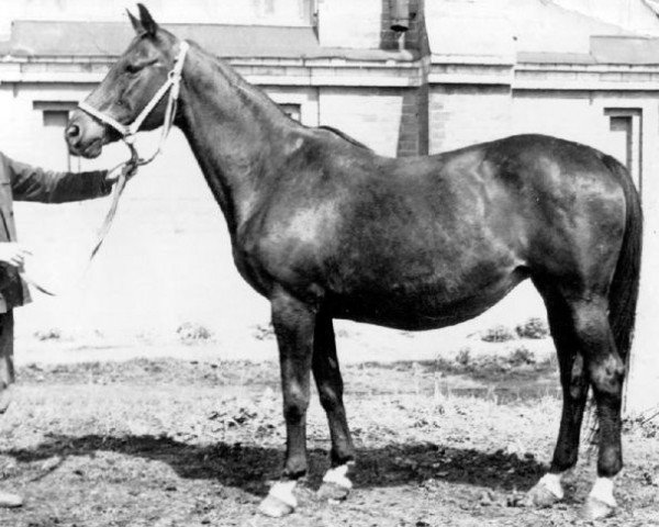 broodmare Delta (Great Poland (wielkopolska), 1962, from Werter)