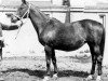 broodmare Delta (Great Poland (wielkopolska), 1962, from Werter)