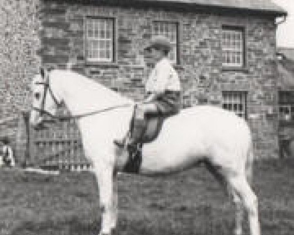 broodmare Ceulan Silverleaf (Welsh mountain pony (SEK.A), 1929, from Llwyn Brilliant)