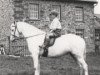 broodmare Ceulan Silverleaf (Welsh mountain pony (SEK.A), 1929, from Llwyn Brilliant)