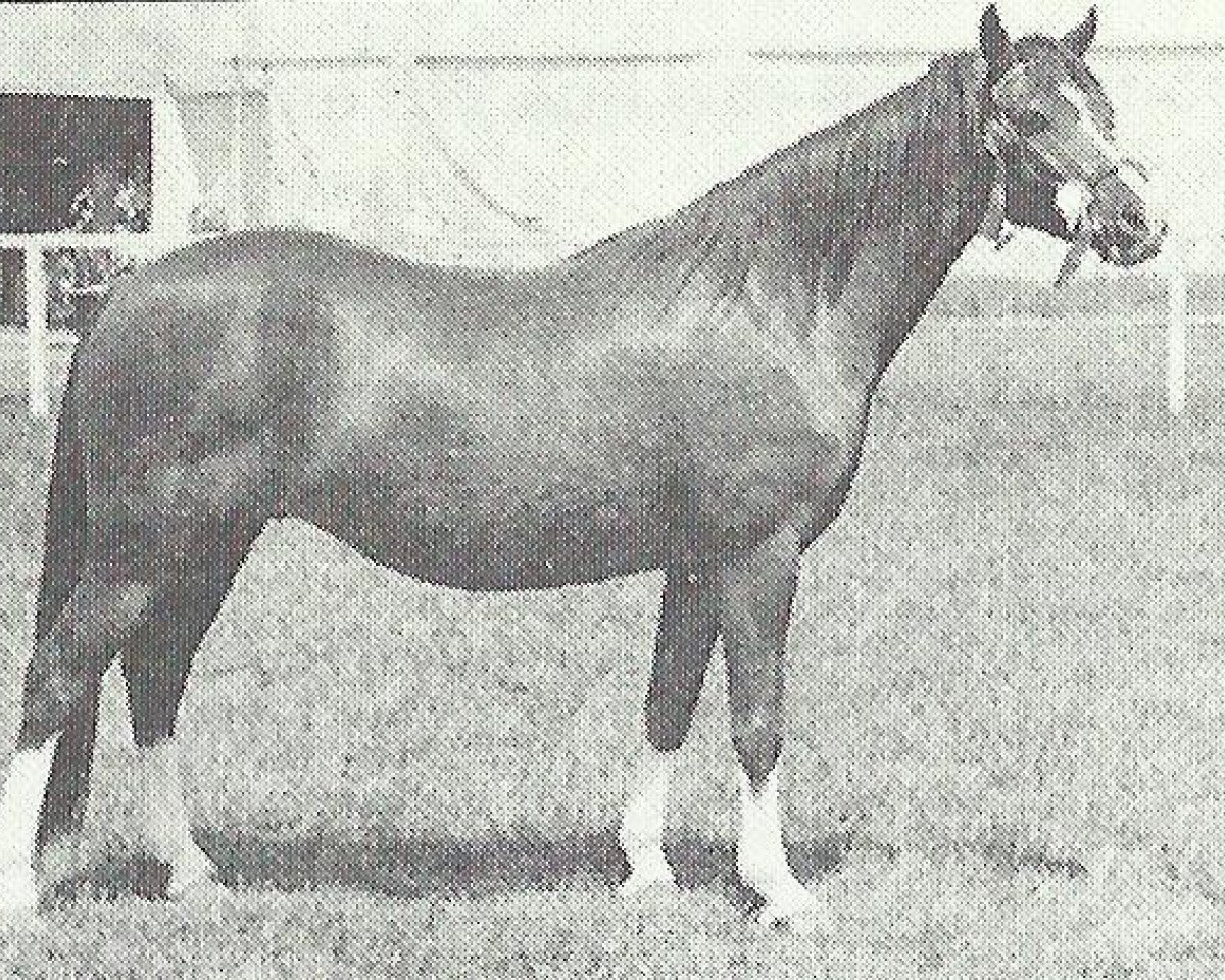 Zuchtstute Reeves Fairy Lustre (Welsh Pony (Sek.B), 1961, von Kirby Cane Shuttlecock)