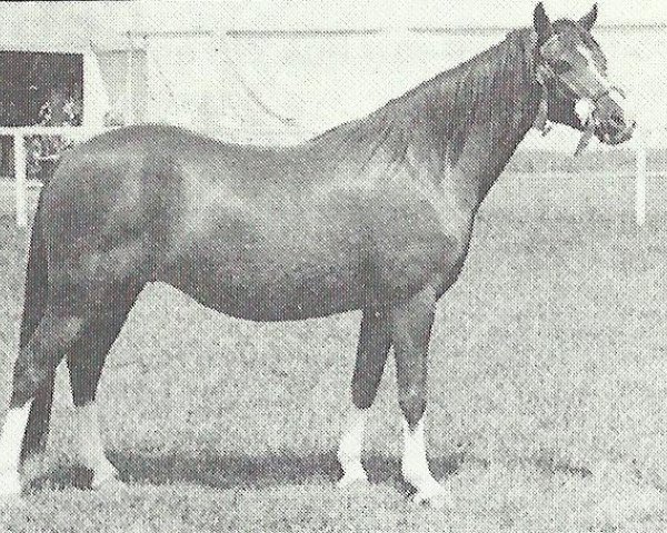 Zuchtstute Reeves Fairy Lustre (Welsh Pony (Sek.B), 1961, von Kirby Cane Shuttlecock)