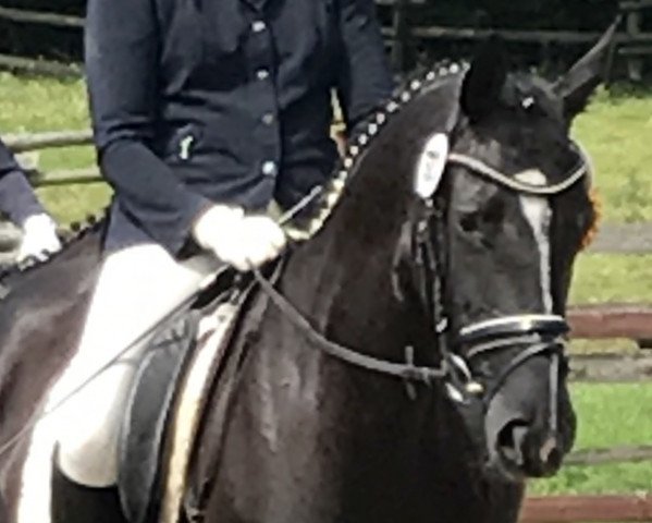 jumper Seraphim 5 (Hanoverian, 2011, from Surprice)