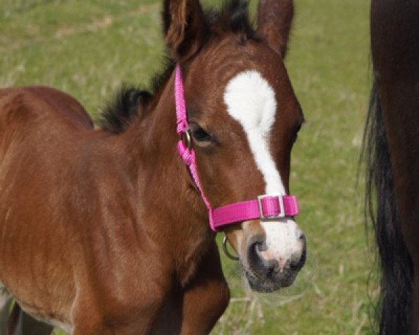 dressage horse Cocos Cappuccino (German Riding Pony, 2017, from FS Coconut Dream)