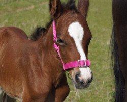 Dressurpferd Cocos Cappuccino (Deutsches Reitpony, 2017, von FS Coconut Dream)