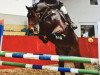 jumper Con Acord 2 (German Sport Horse, 2012, from Cinsey)