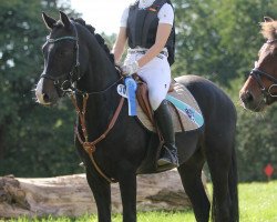 Dressurpferd Melli's Velvety (Deutsches Reitpony, 2012, von Valido's Highlight)