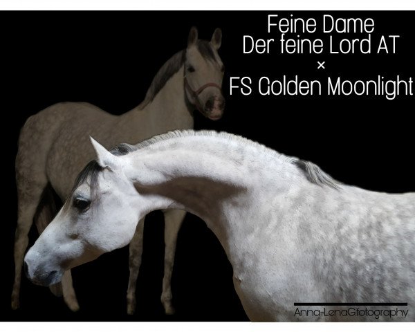 broodmare Feine Dame (German Riding Pony, 2006, from Der feine Lord AT)