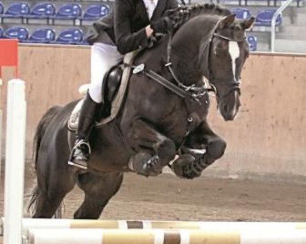stallion Fiorano (German Riding Pony, 1998, from Folklore)
