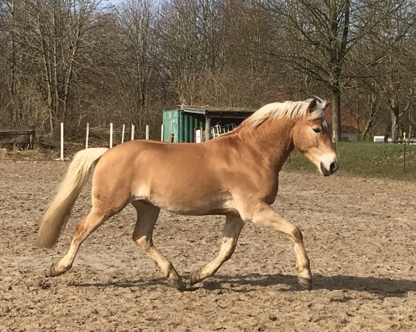 Deckhengst Sudoku S (8,01% ox) (Edelbluthaflinger, 2012, von Sukuta (5,47% ox))