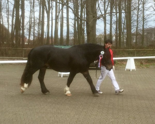 Deckhengst Eddy Nero XIV (Noriker, 2013, von Elia Nero XIII)