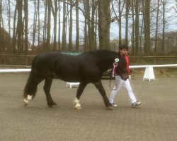 stallion Eddy Nero XIV (Noric, 2013, from Elia Nero XIII)