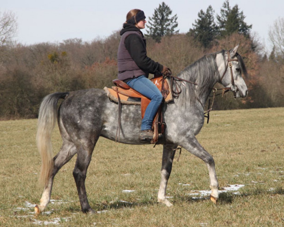 horse Alistar (Arabian purebred, 2014)