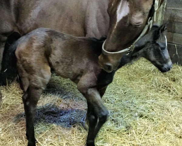 horse Stute von Graydar xx (Thoroughbred, 2017, from Graydar xx)