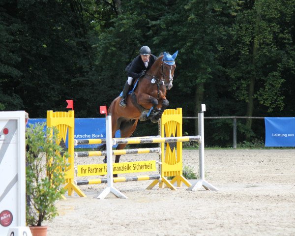 jumper Pius S (Hanoverian, 2007, from Prominenz)