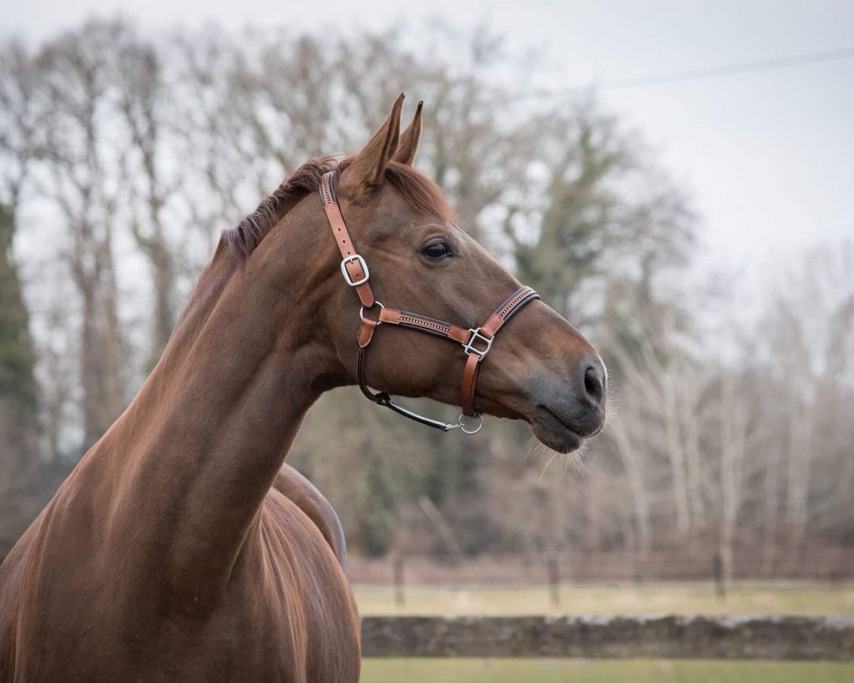 broodmare Velvet Rose (Oldenburg, 2011, from Velvet Touch)