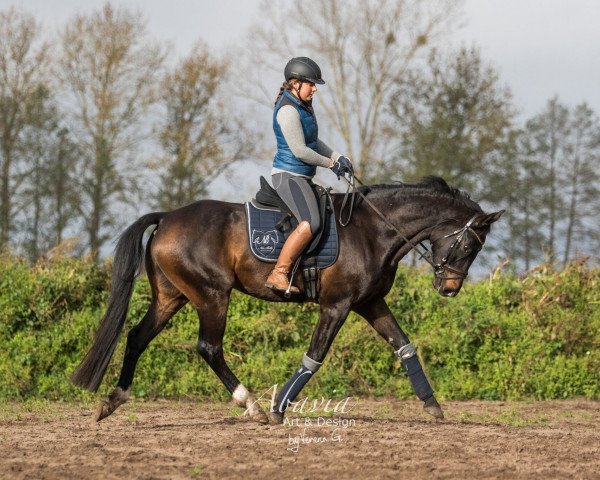 horse Fiolino (German Sport Horse, 2013, from Fio)