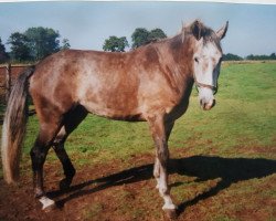 Pferd Achensee 2 (Hannoveraner, 1995, von Achenbach)