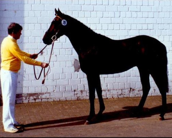 stallion Lusingando xx (Thoroughbred, 1989, from Nephrit xx)