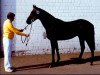 stallion Lusingando xx (Thoroughbred, 1989, from Nephrit xx)