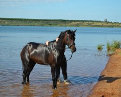 Springpferd Geraldine 194 (Deutsches Reitpony, 2000, von Nougat)