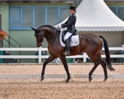 dressage horse Sir Sunday 2 (Württemberger, 2008, from Sir Sandro)