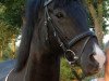 dressage horse Mathieu's Fury (German Riding Pony, 2007)