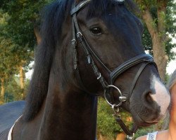 dressage horse Mathieu's Fury (German Riding Pony, 2007)