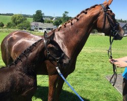 broodmare Luna Queen (Oldenburg, 2009, from Quarterline)