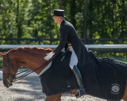 dressage horse Zigzag (Danish Warmblood, 2008, from Zack)