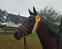 dressage horse Finnity RL (Westphalian, 2012, from Franziskus FRH)