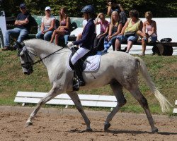 dressage horse Weltstern 44 (Danish Warmblood, 2008, from Weltjunge)